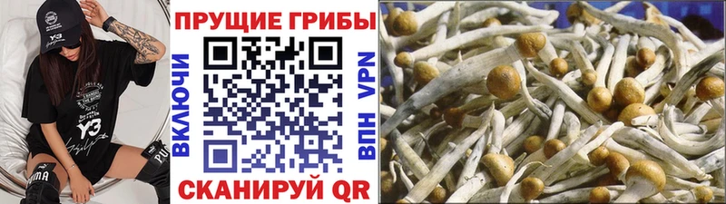 сколько стоит Усть-Катав Псилоцибиновые грибы MAGIC MUSHROOMS
